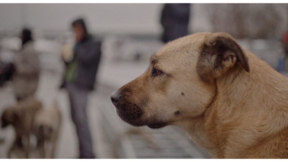 Crítica | Vida de Cão 2 Crítica | Vida de Cão